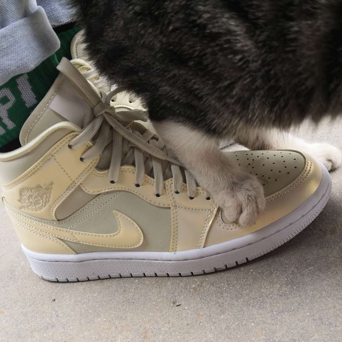 第一天就被小猫咪宠爱了