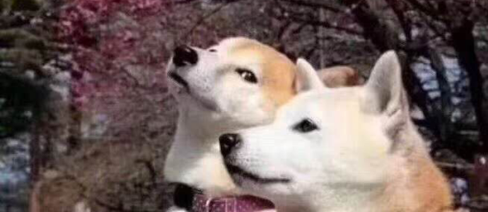 单身狗过七夕