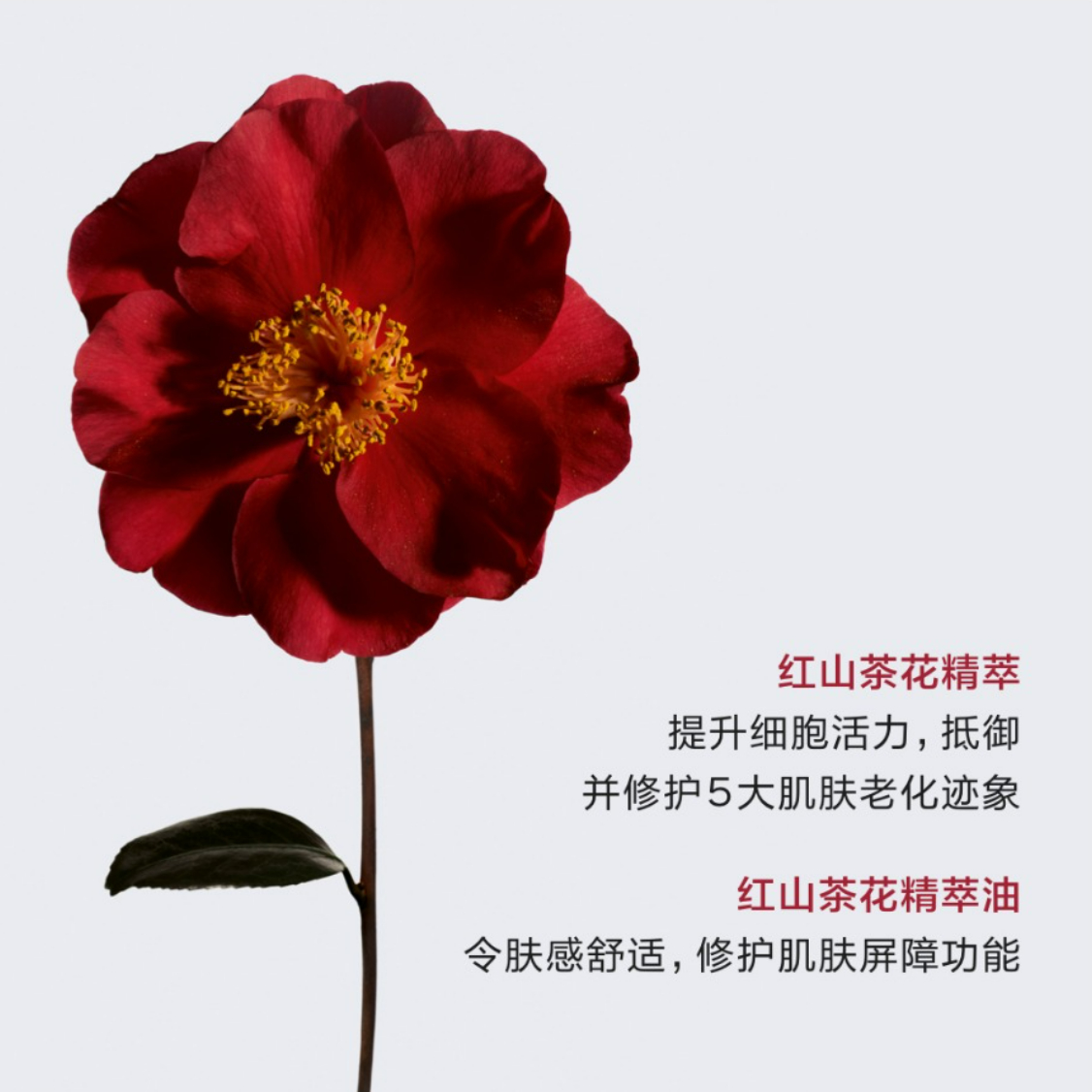 购物之前要识货 正品保障|平台比价|售后无忧
