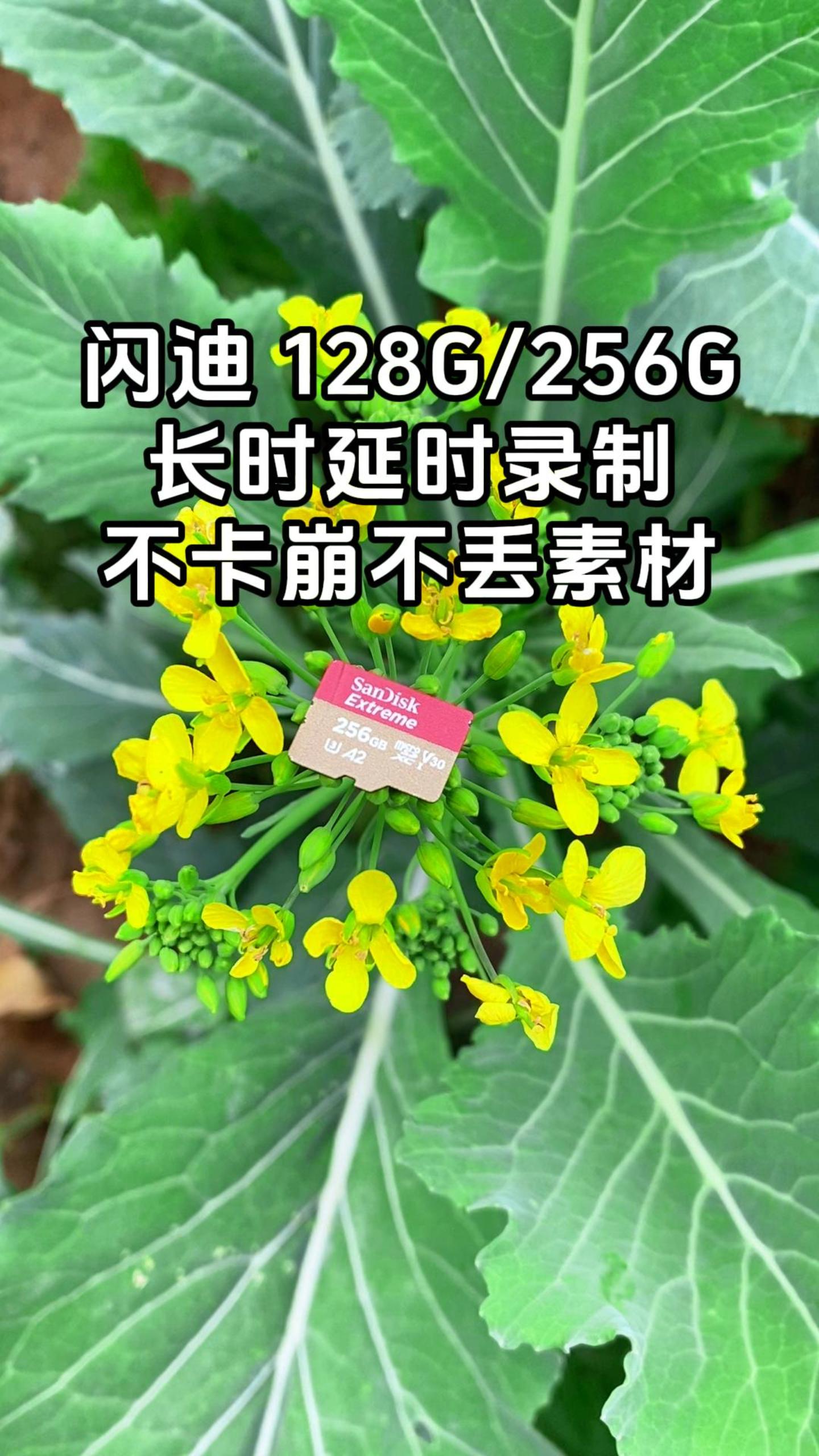 闪迪 128G/256G 长时延时录制 不卡崩不丢素材