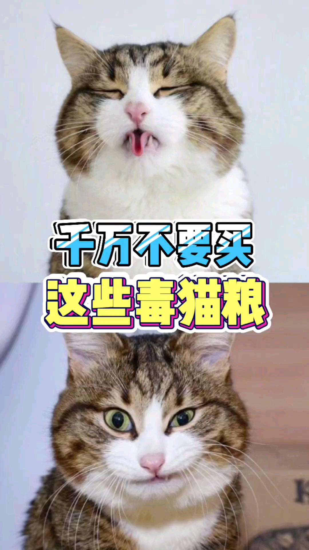 什么样的猫粮不要喂，看完这个视频，至少大概会知道怎么样去挑猫粮～