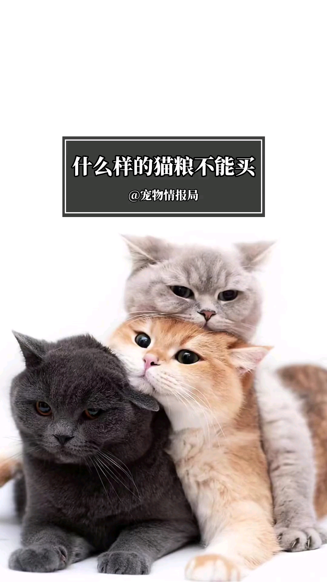 猫粮选购指南篇！