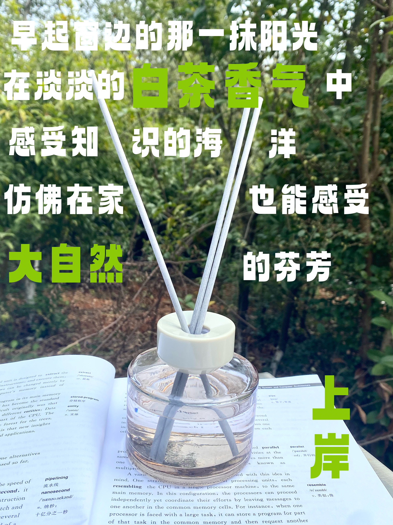 清晨的每缕阳光☀️都有机会重生…
