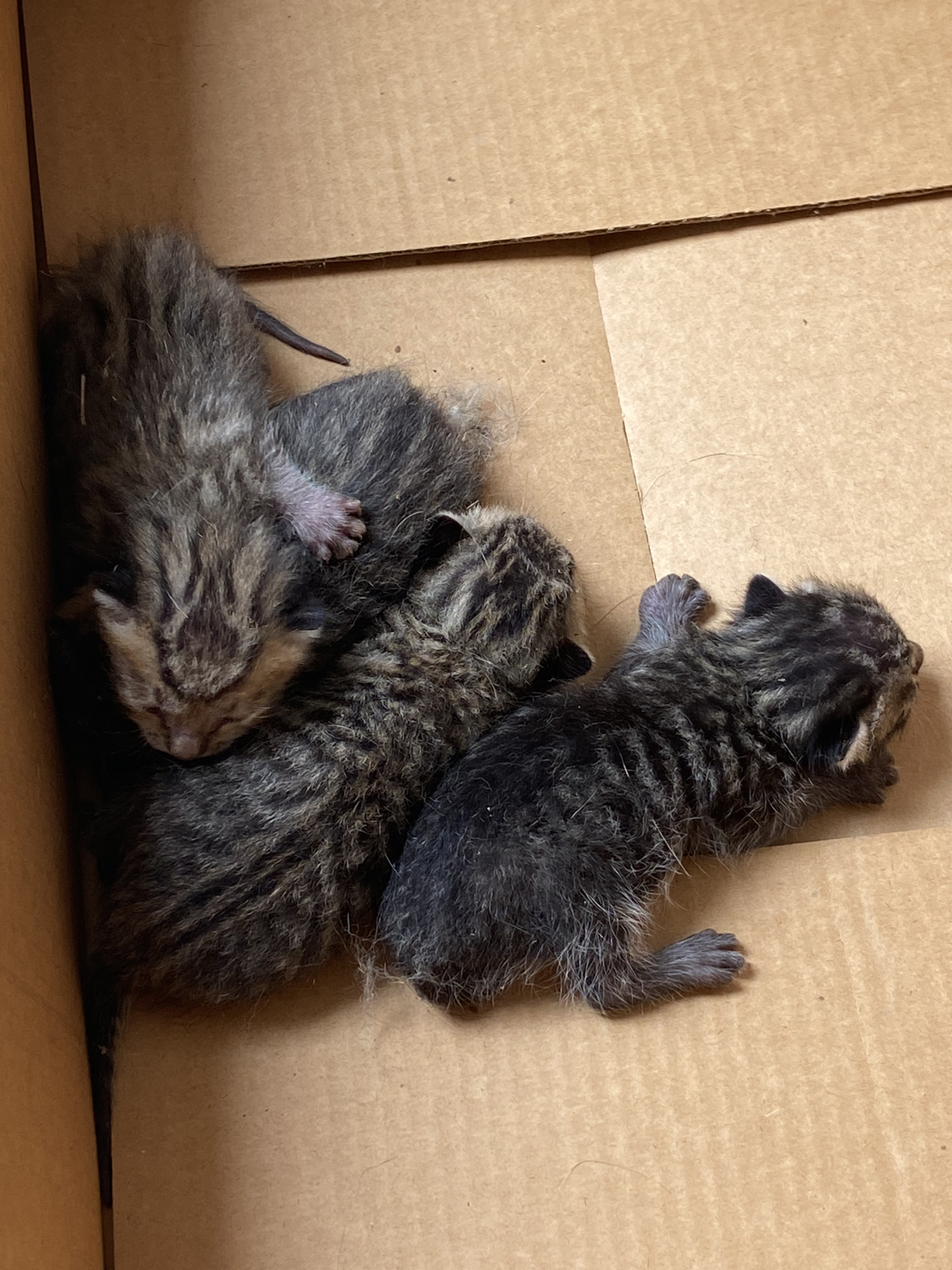 实验室的猫猫生小崽崽了～而我还在外省玩哈哈哈哈哈我的快乐时光
