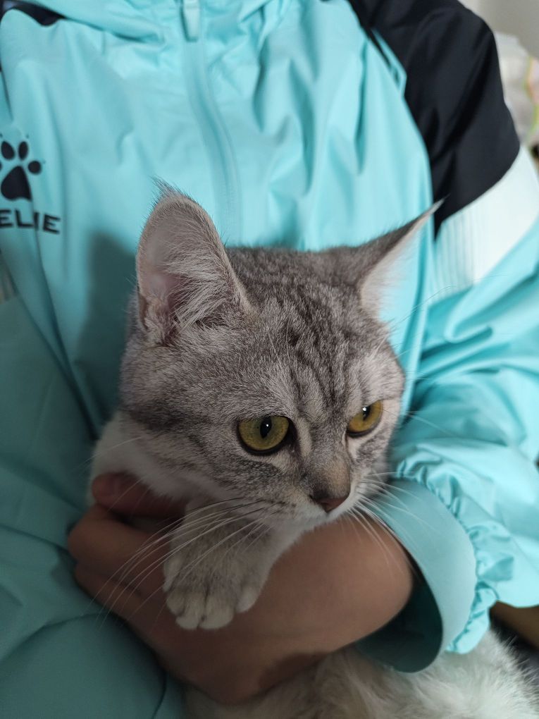 给你们看看小猫嘻嘻๑╹ヮ╹๑很防风训练的
