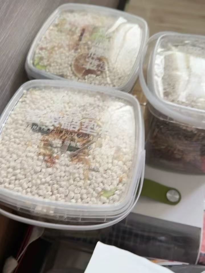 蜜袋鼯底盘垫料抑菌效果观察