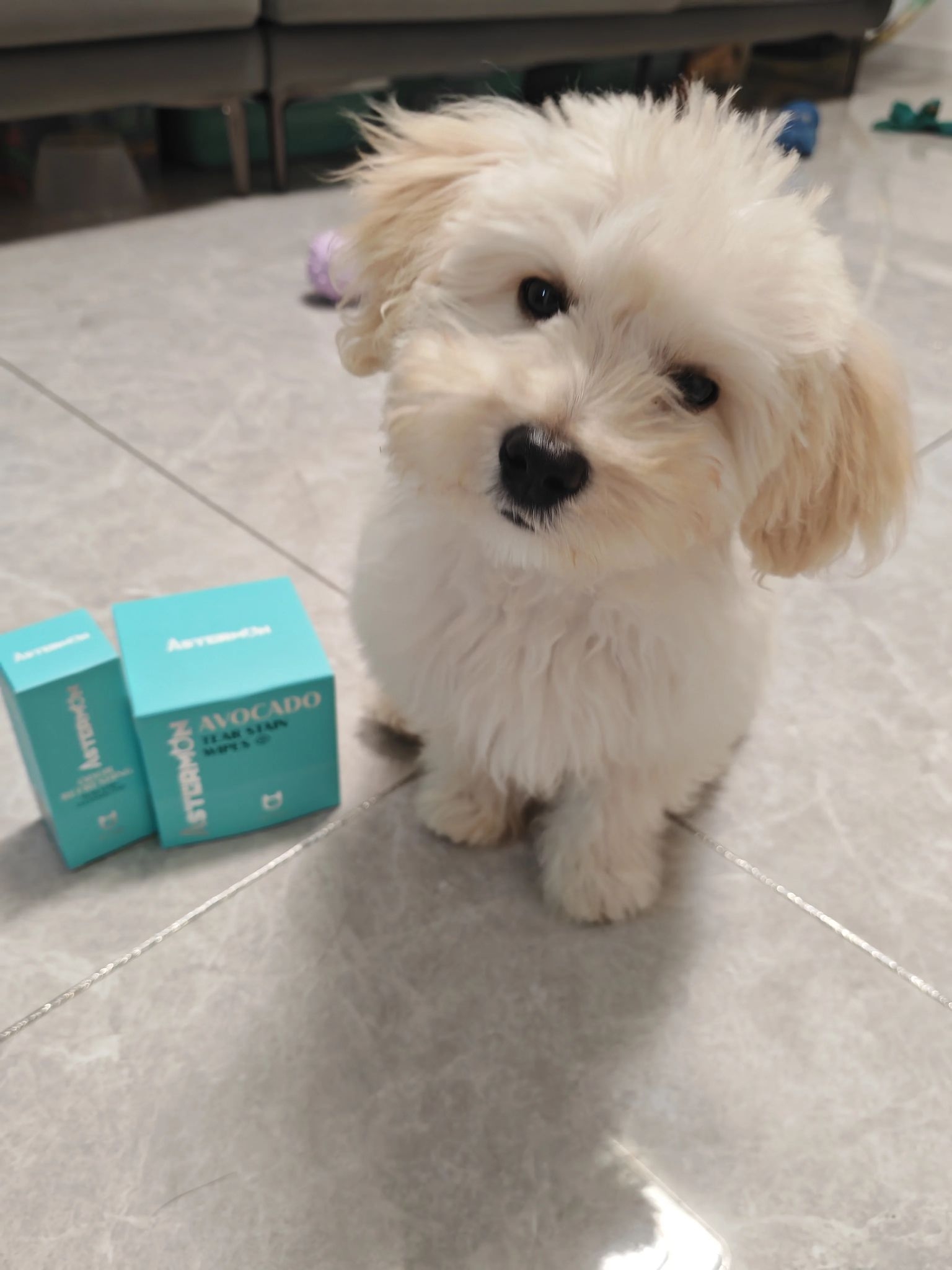 白毛犬泪痕救星!每天擦一擦淡化顽固泪痕