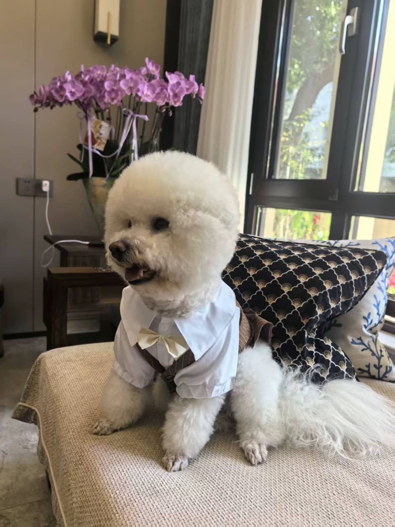 泰迪比熊和猫咪穿礼服不扭动的关键