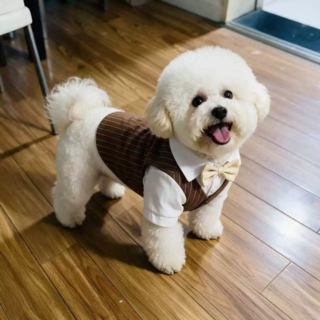 泰迪比熊和猫咪穿礼服不扭动的关键
