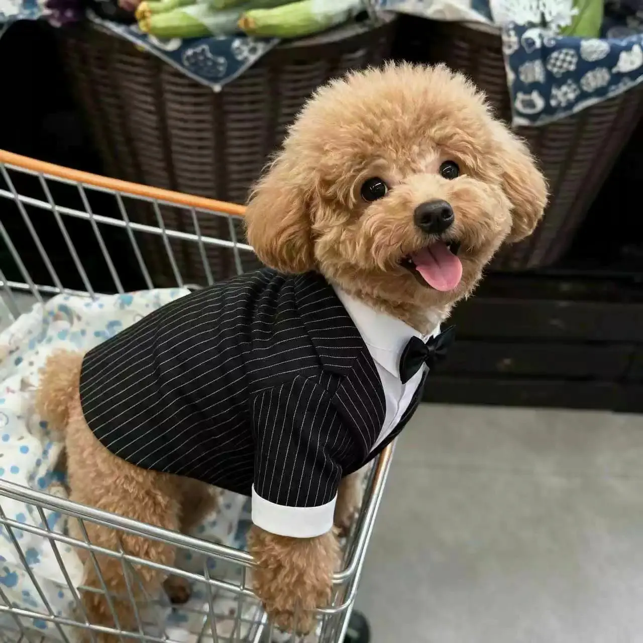 猫和小型犬穿礼服要注意什么