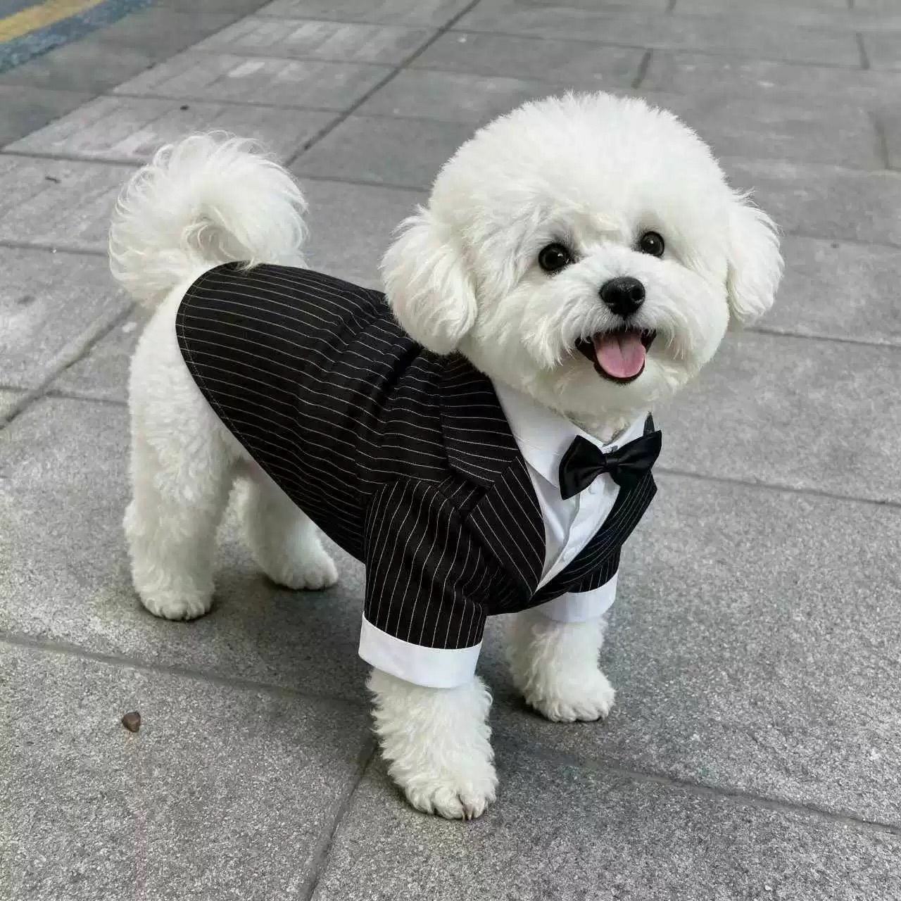 猫和小型犬穿礼服要注意什么