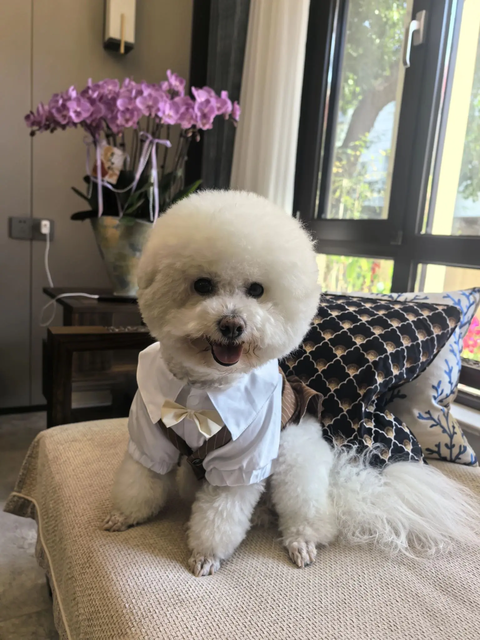 泰迪比熊和猫咪穿礼服不扭动的关键