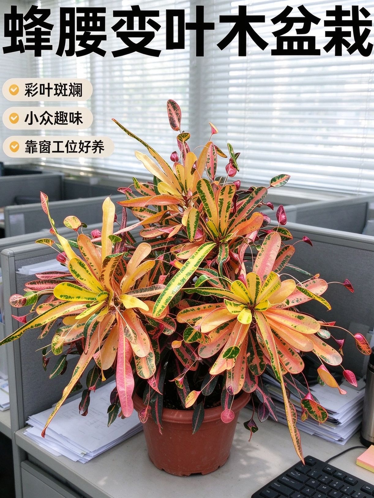 小众趣味枫斗变叶木,桌面观叶多年生好养