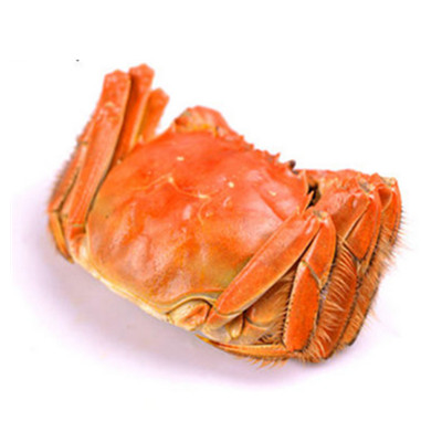 拍下好价！阳澄湖苏丰韵大闸蟹全母蟹 4只