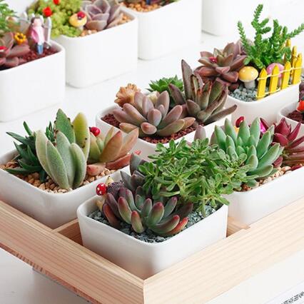 送女友好礼物！嗨绿多肉植物组合盆栽