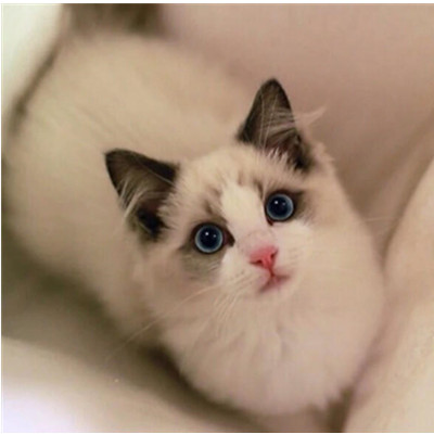 【识货专题】铲屎官注意啦，猫陛下来啦