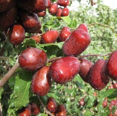 下单立减！一品玉 和田红枣六星盒装 450g*5