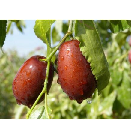 营养丰富！一品玉 和田枣五星 新包装 450g*6