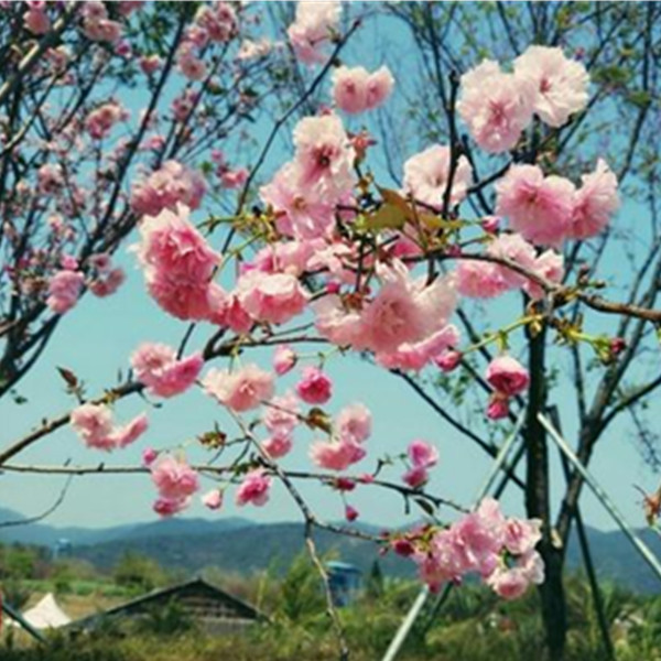 从化天适樱花悠乐园一日游