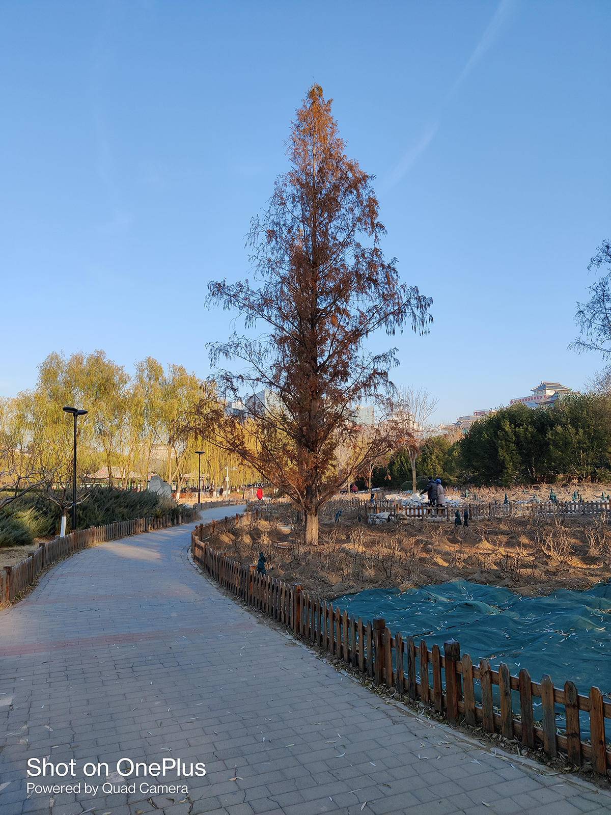 预算3000，哪款智能手机值得买？一加8T定义直屏新标准