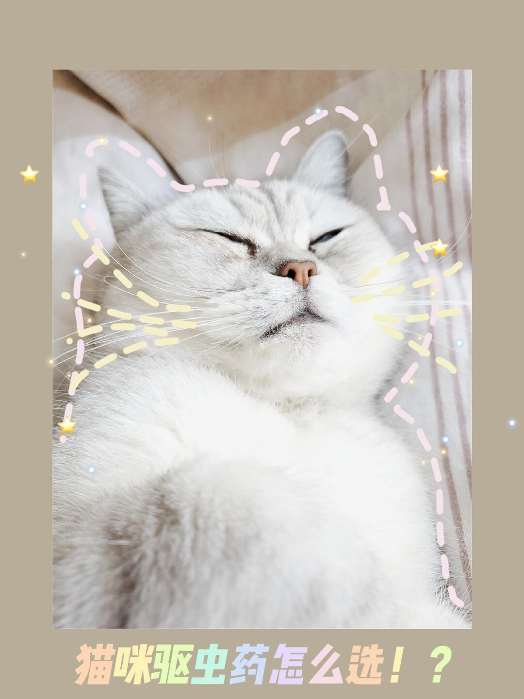 大宠爱？博来恩？猫咪🐱驱虫药怎么选？