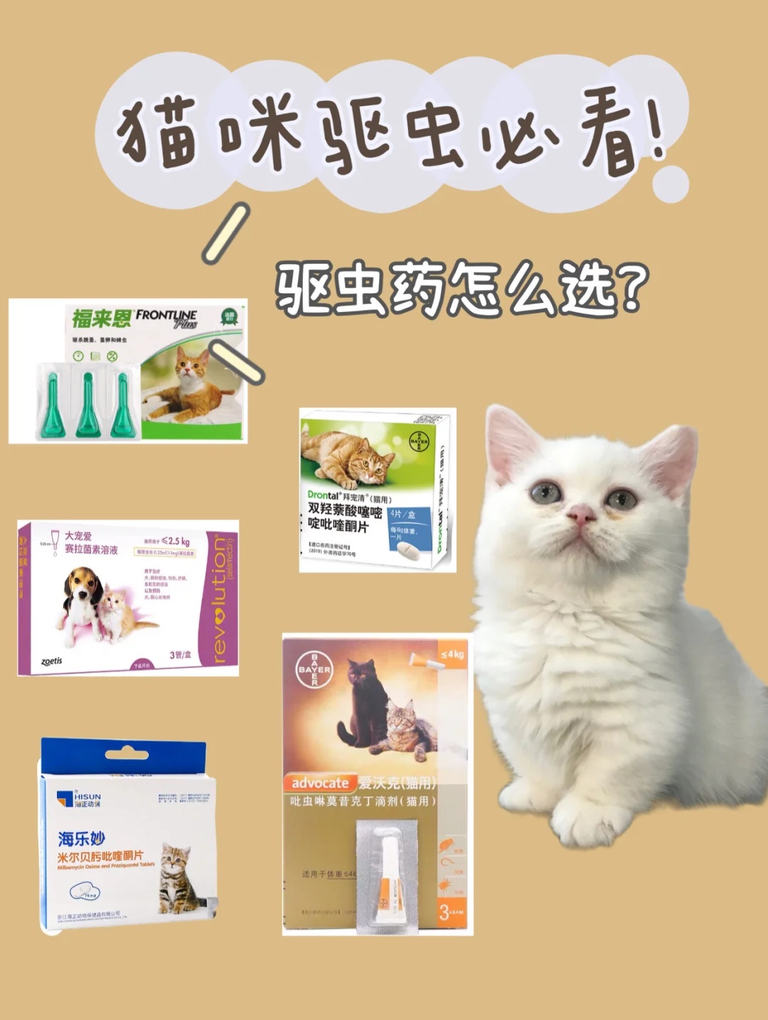 🐱新手养猫｜猫咪驱虫前后需要注意什么？