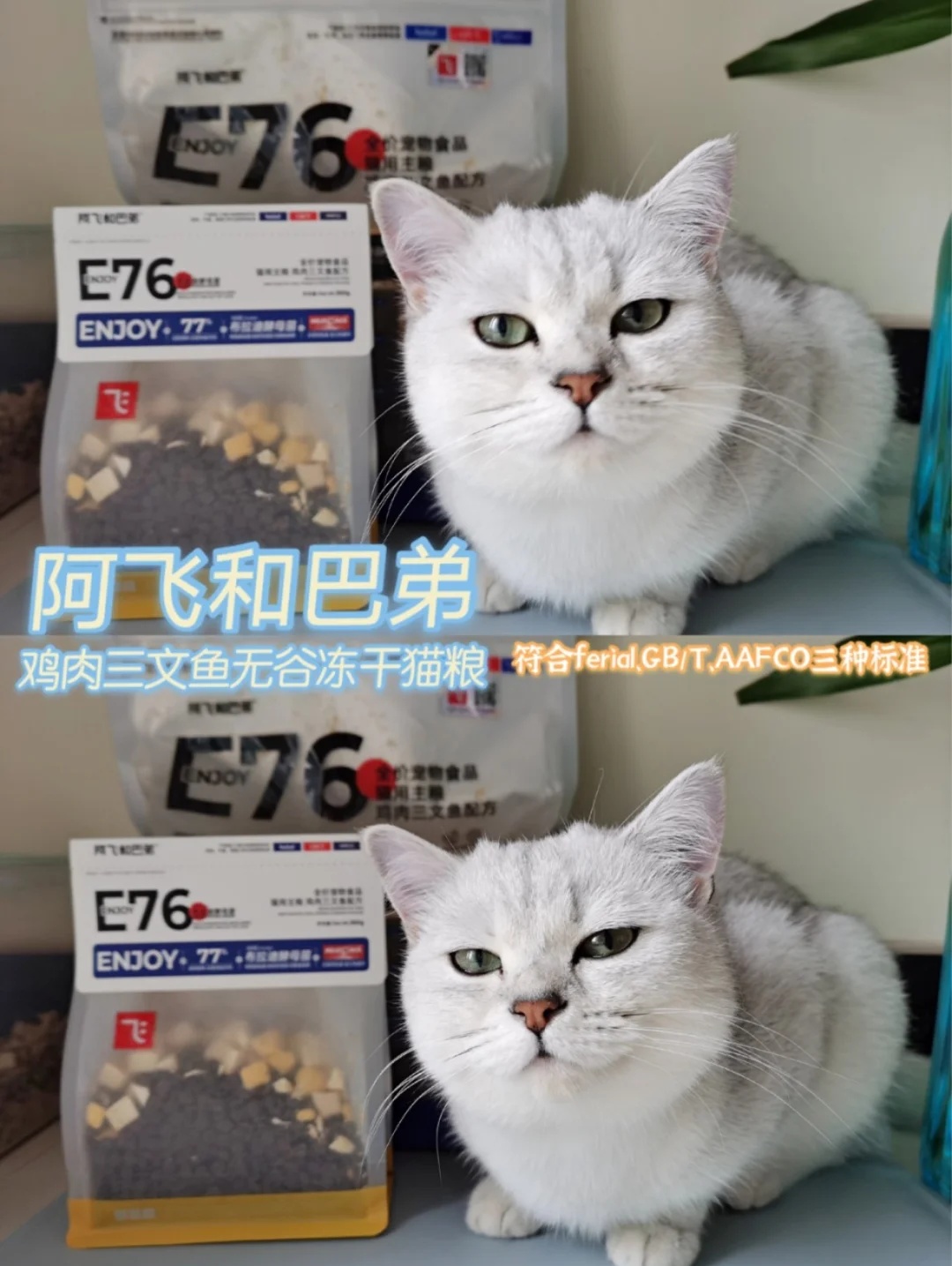 国产好猫粮|阿飞和巴弟造