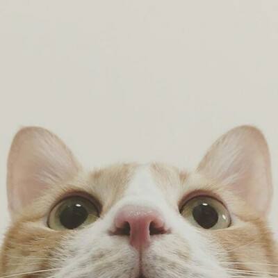 今天你撸猫了吗