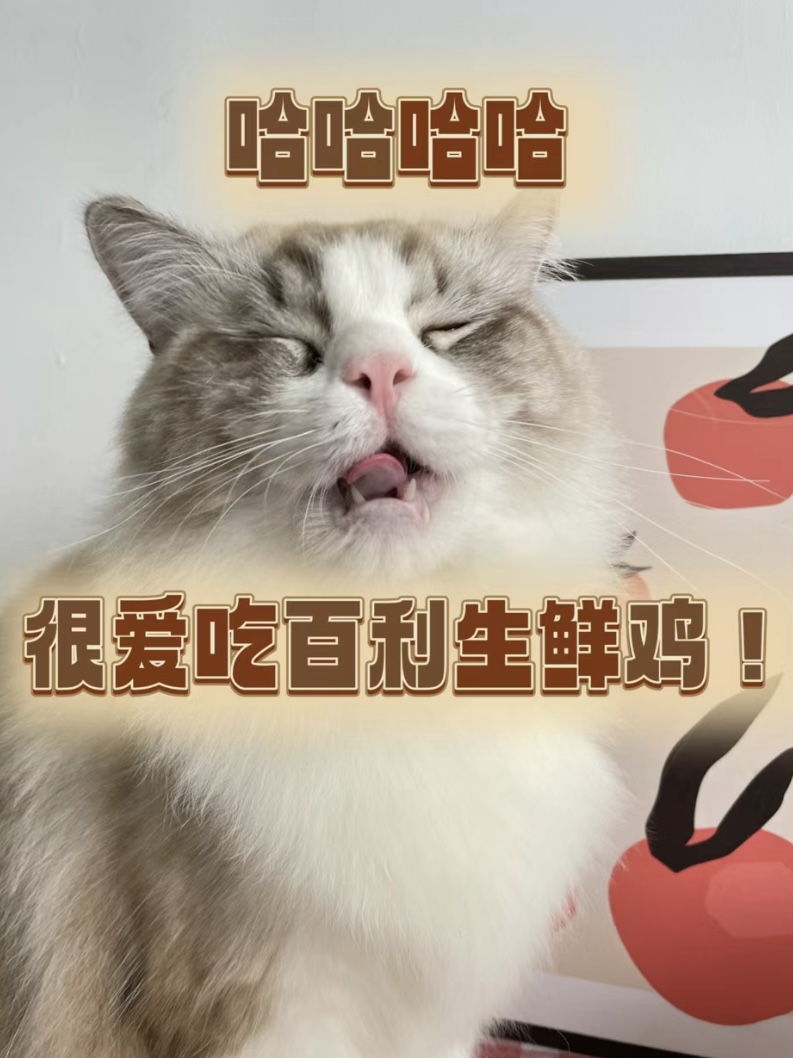 吃完这款猫粮 猫咪蹭蹭长肉！！