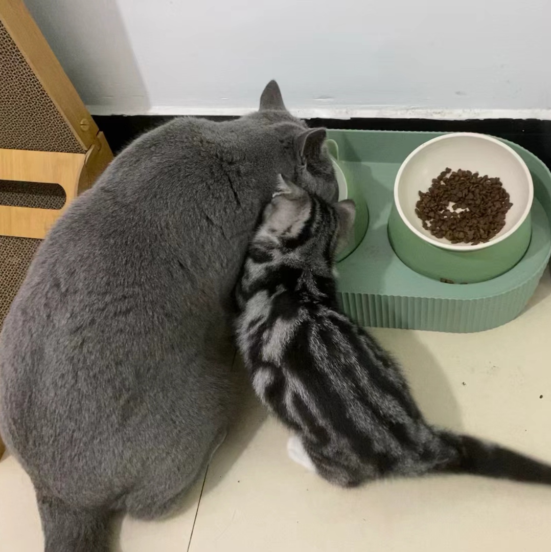 江小傲无谷全价猫粮真实反馈！