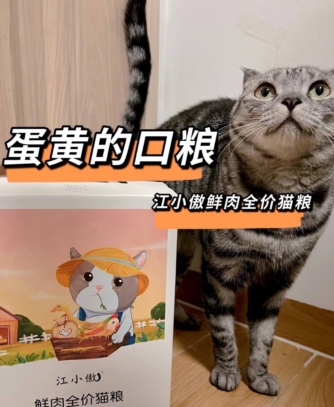 蛋黄吃播的猫粮反馈