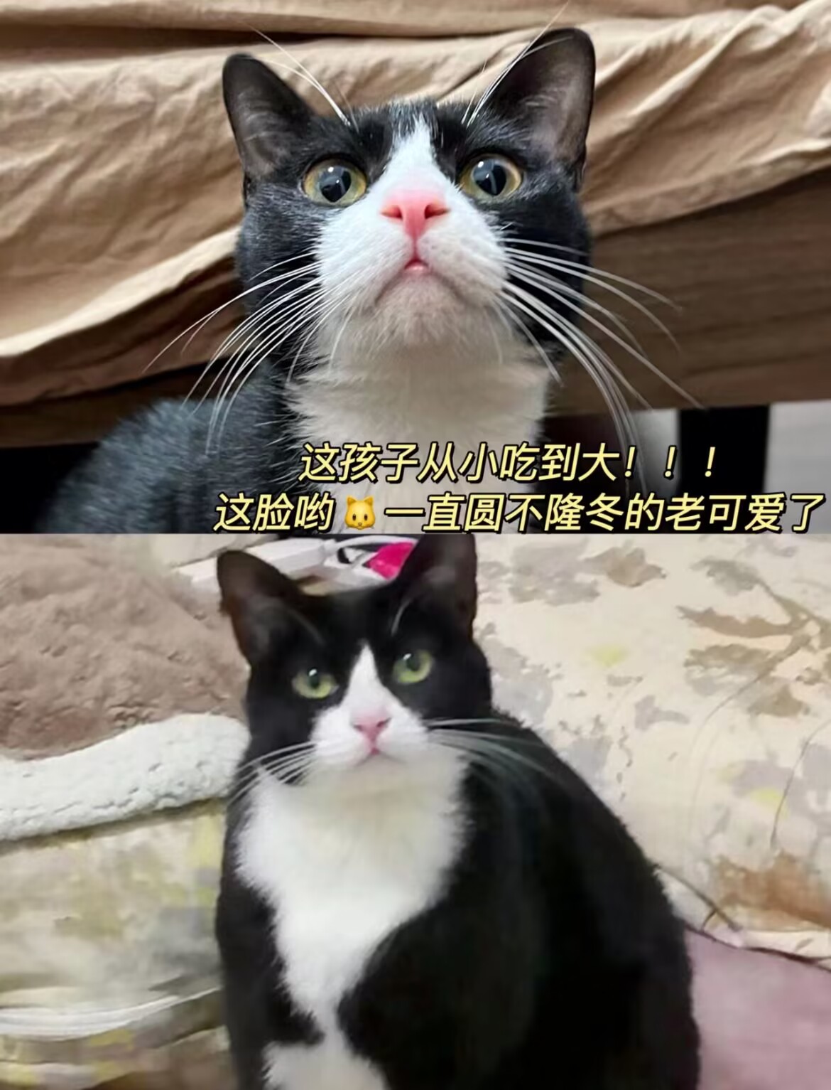 barf喂养才是拥有健康小猪咪的正确打开方 式