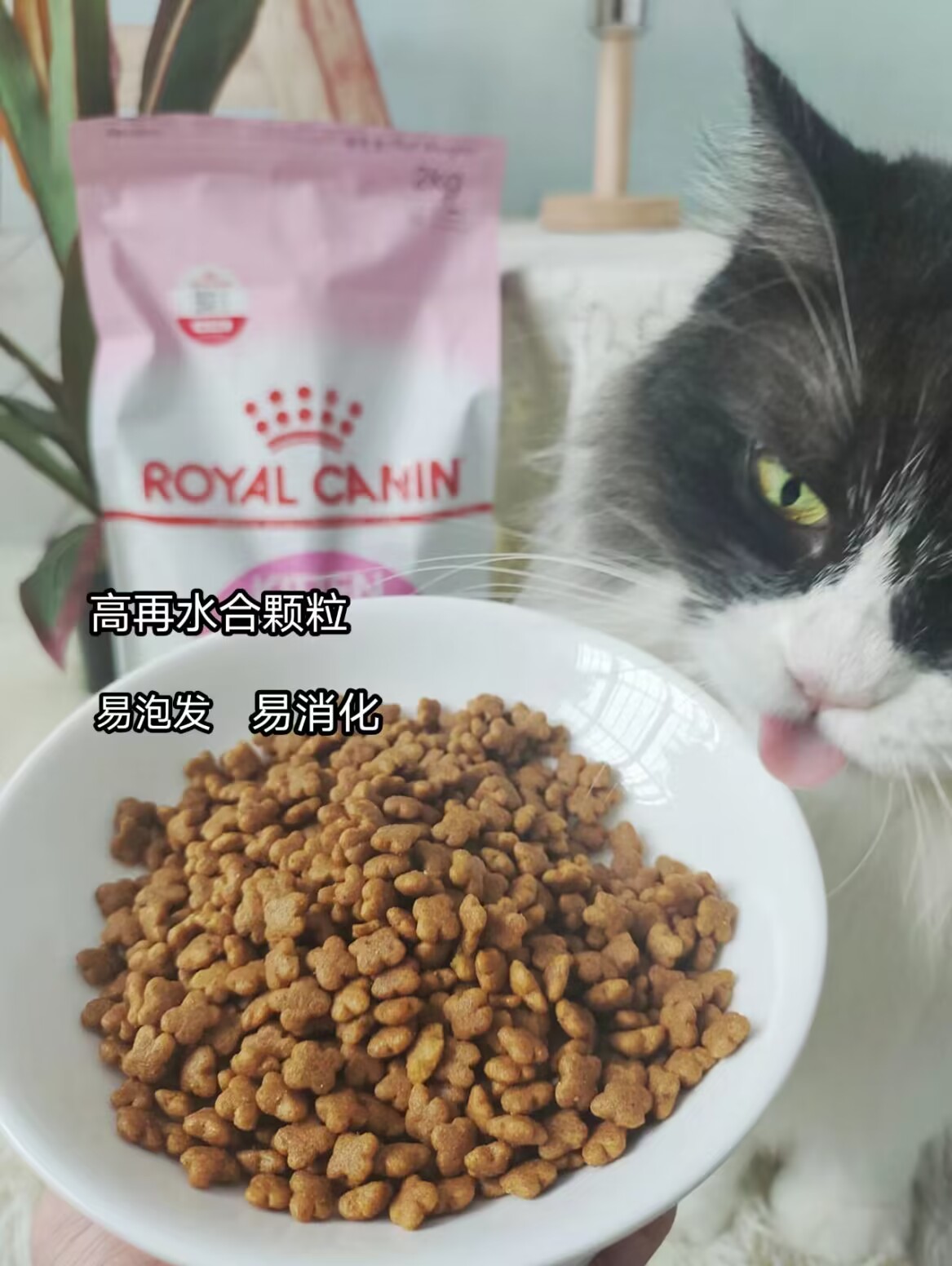 幼猫社会化，关键看选粮