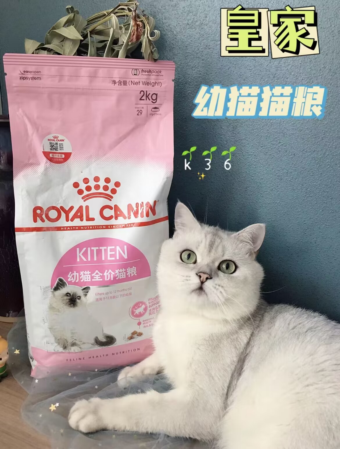 发愁幼猫喂养难题？一份清单帮你搞定！