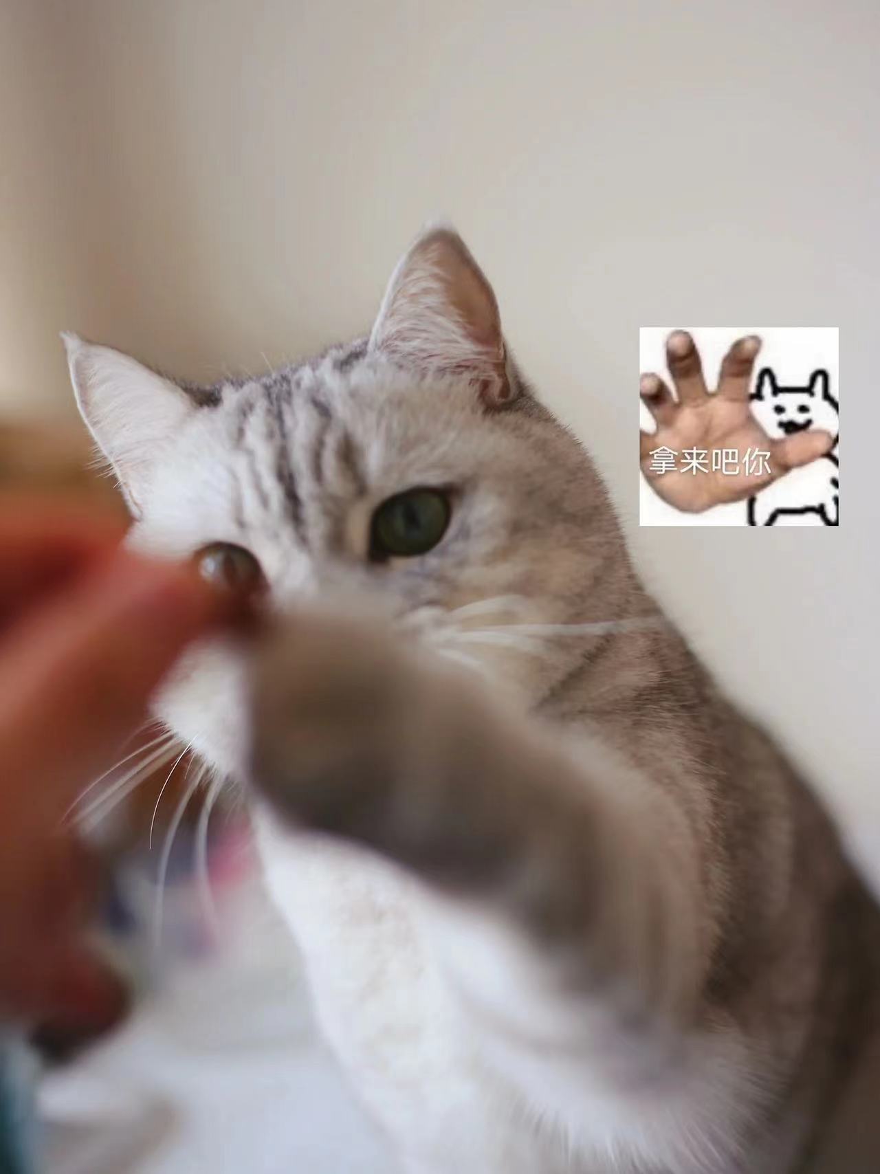 软便克星素力高｜高性价比进口猫粮首选