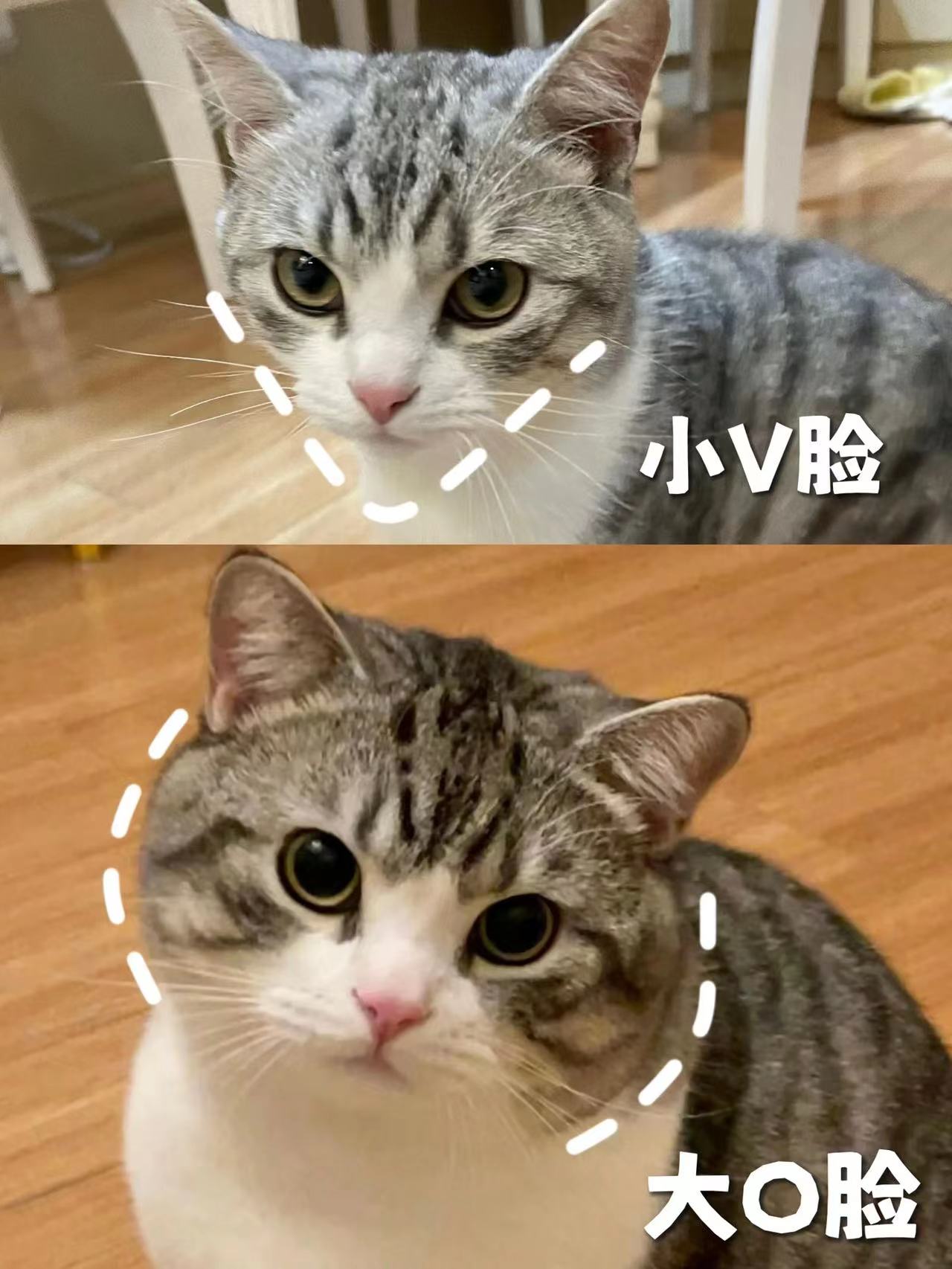 吃冠能猫粮半年，我家的猫怎么样了！