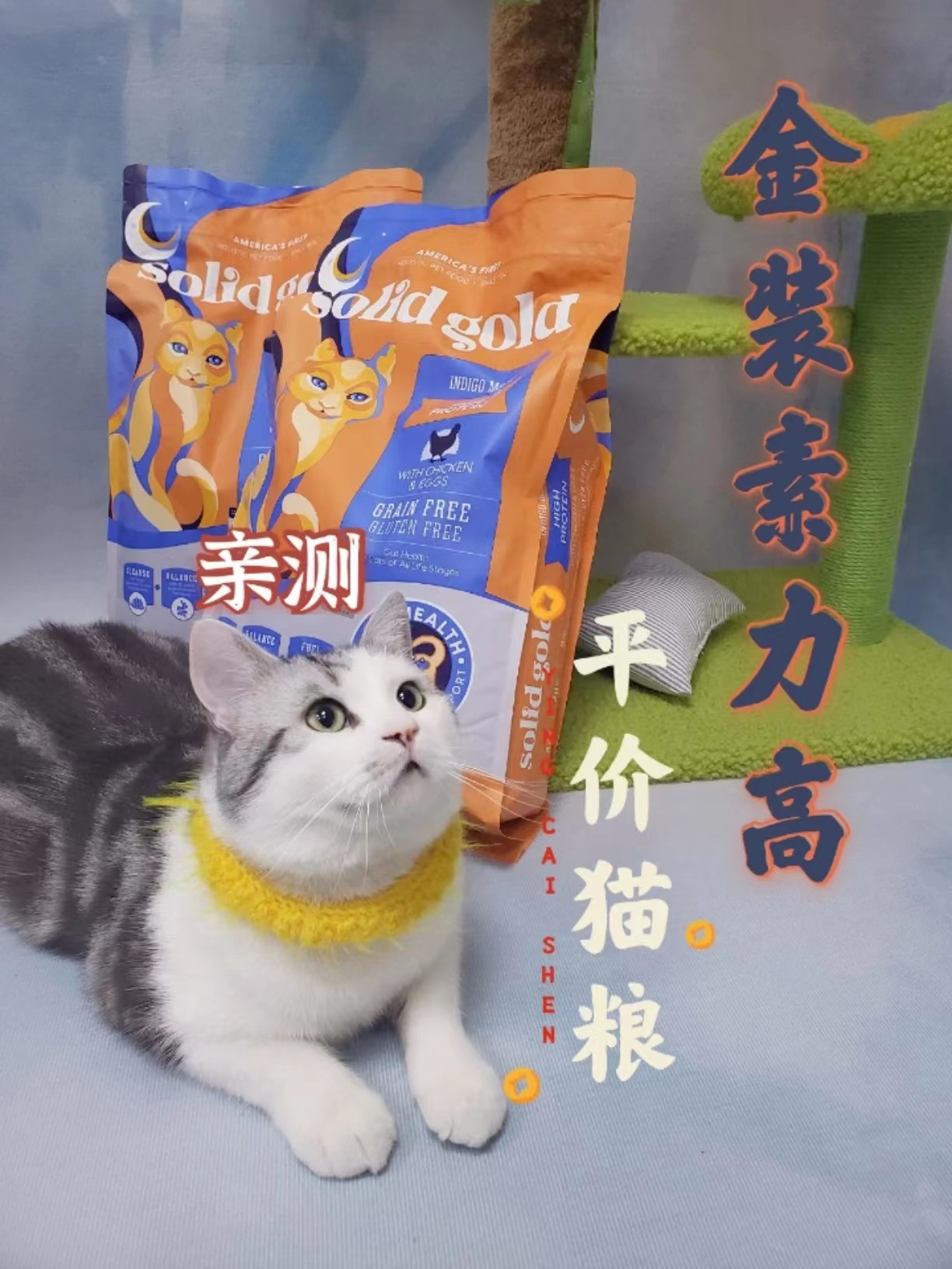猫粮Ι金素猫粮到底值不值得买？！
