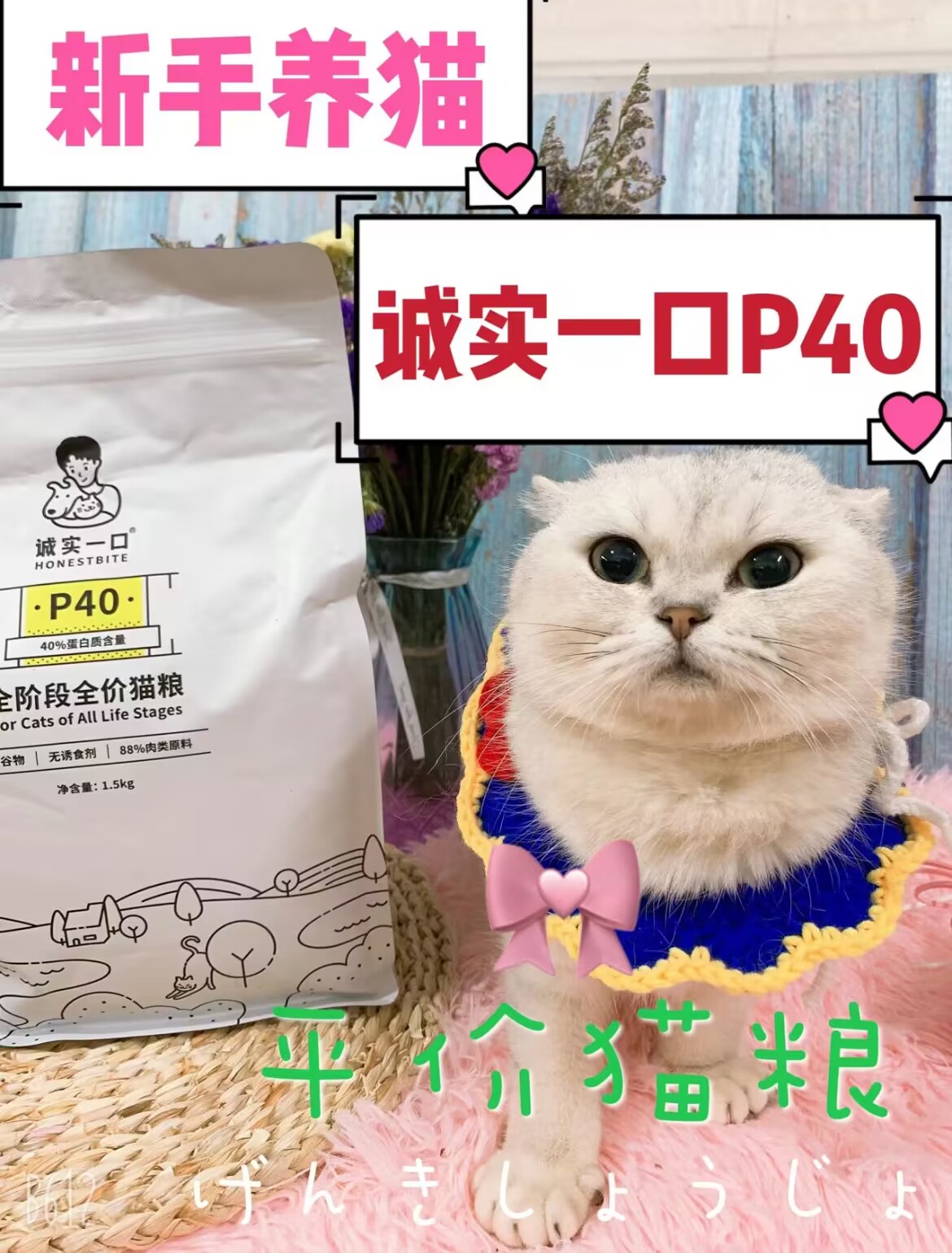 夏天小猫咪挑食怎么办？