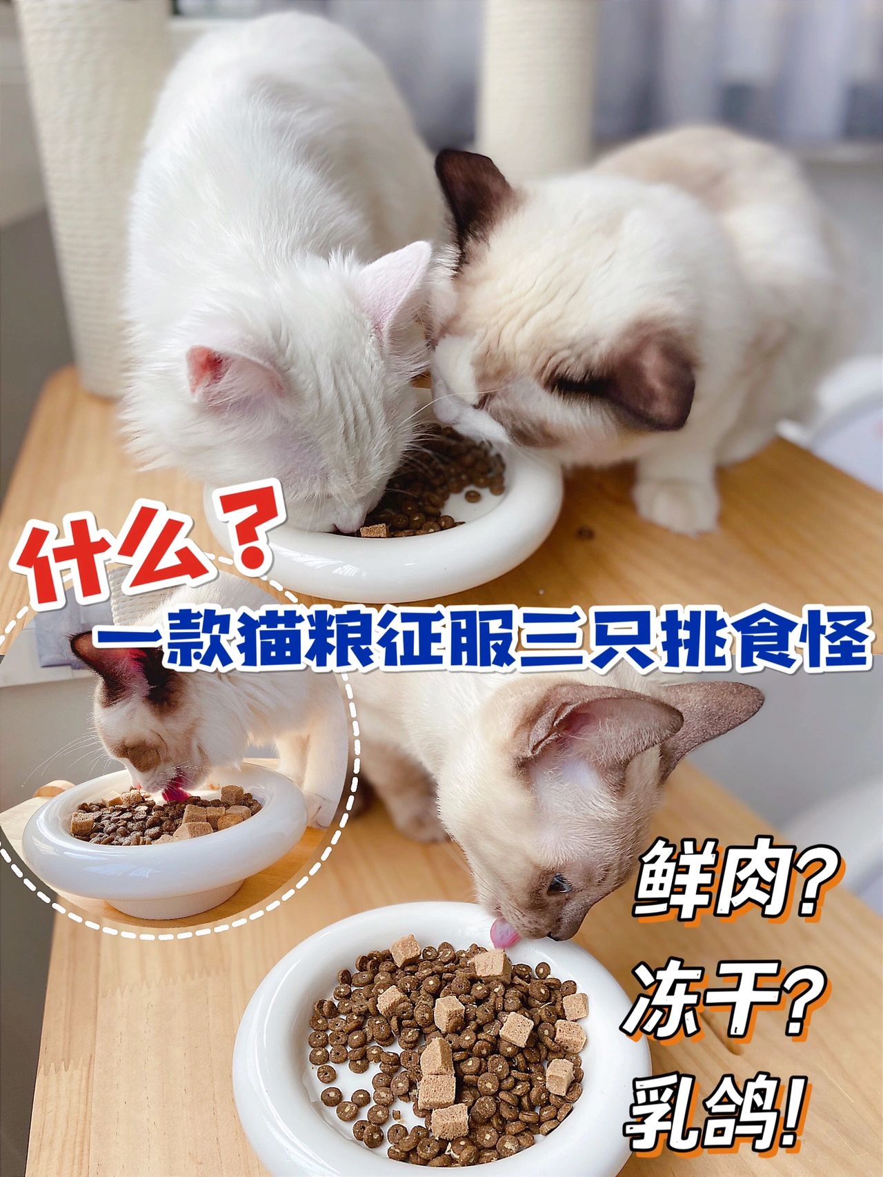 选粮困难进|一款猫粮征服家里三只猫
