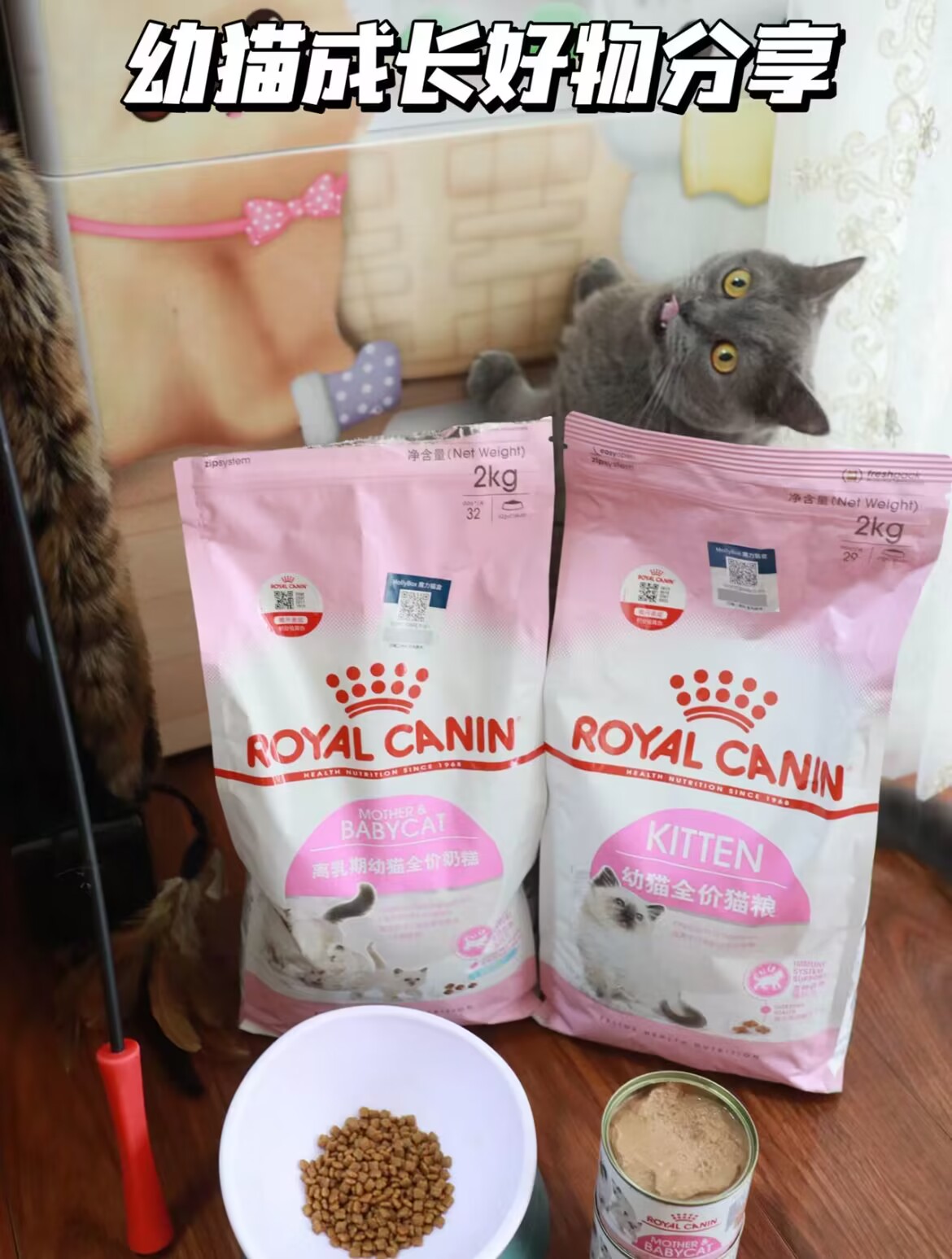 幼猫粮推荐|幼猫如何喂养不走弯路