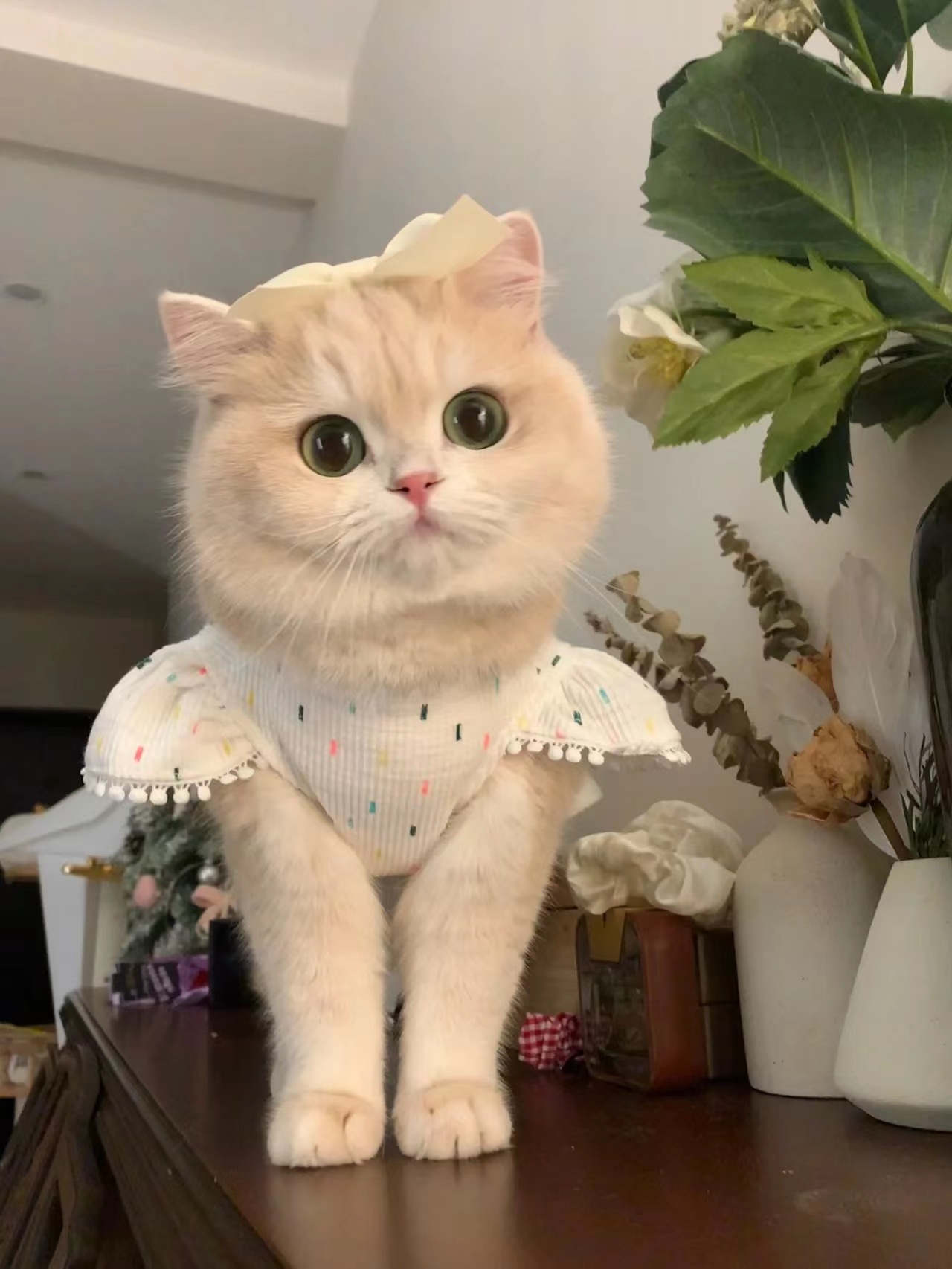 这猫粮适口性不错嘛～