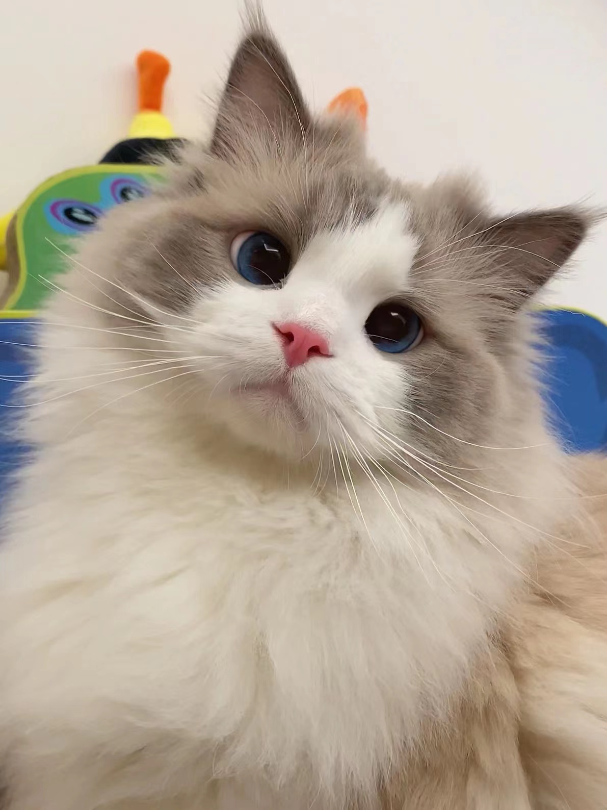 家里猫咪有泪痕的，一定要试试这个猫粮！