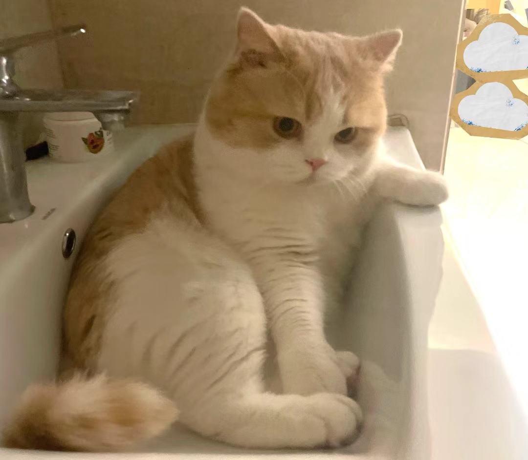 15斤的猫14斤都是反骨