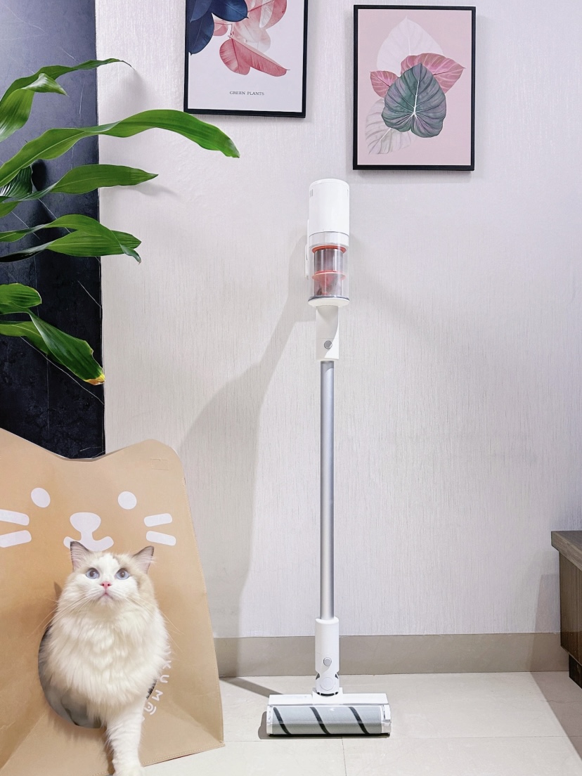 养猫家庭的烦恼是什么？