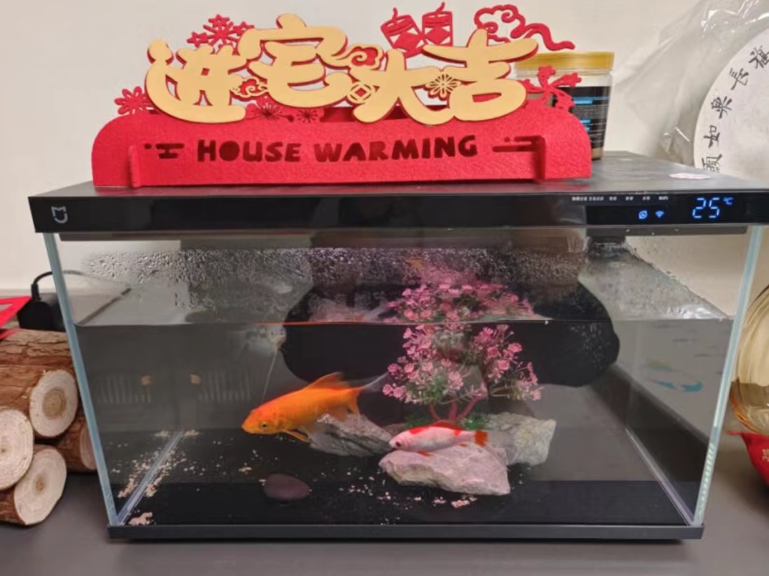 新手米家快乐缸 开缸半个月