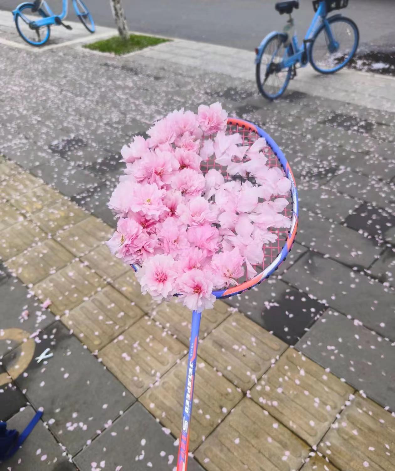 种草胜利樱花刀芜湖起飞~