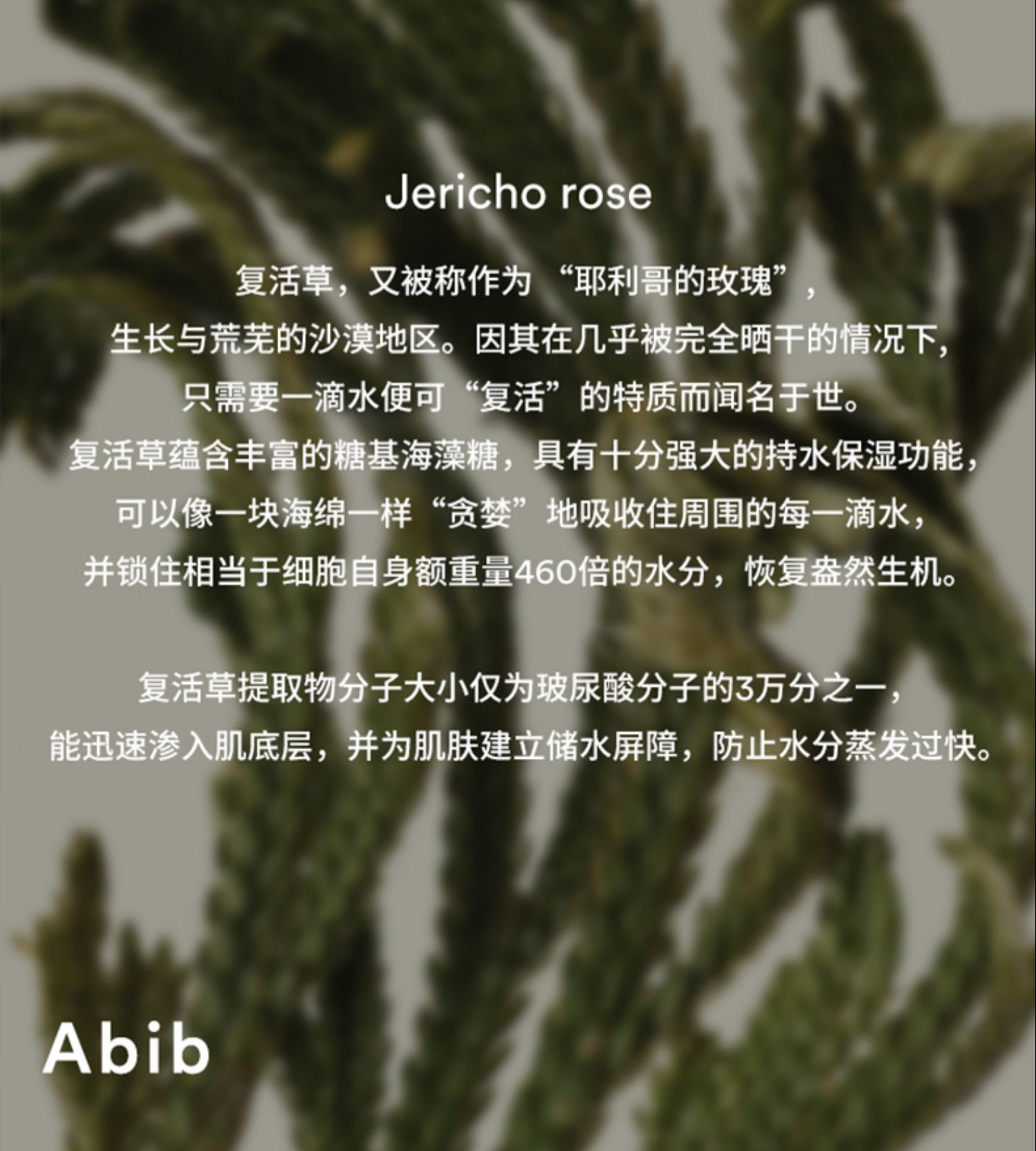 识货商品介绍图