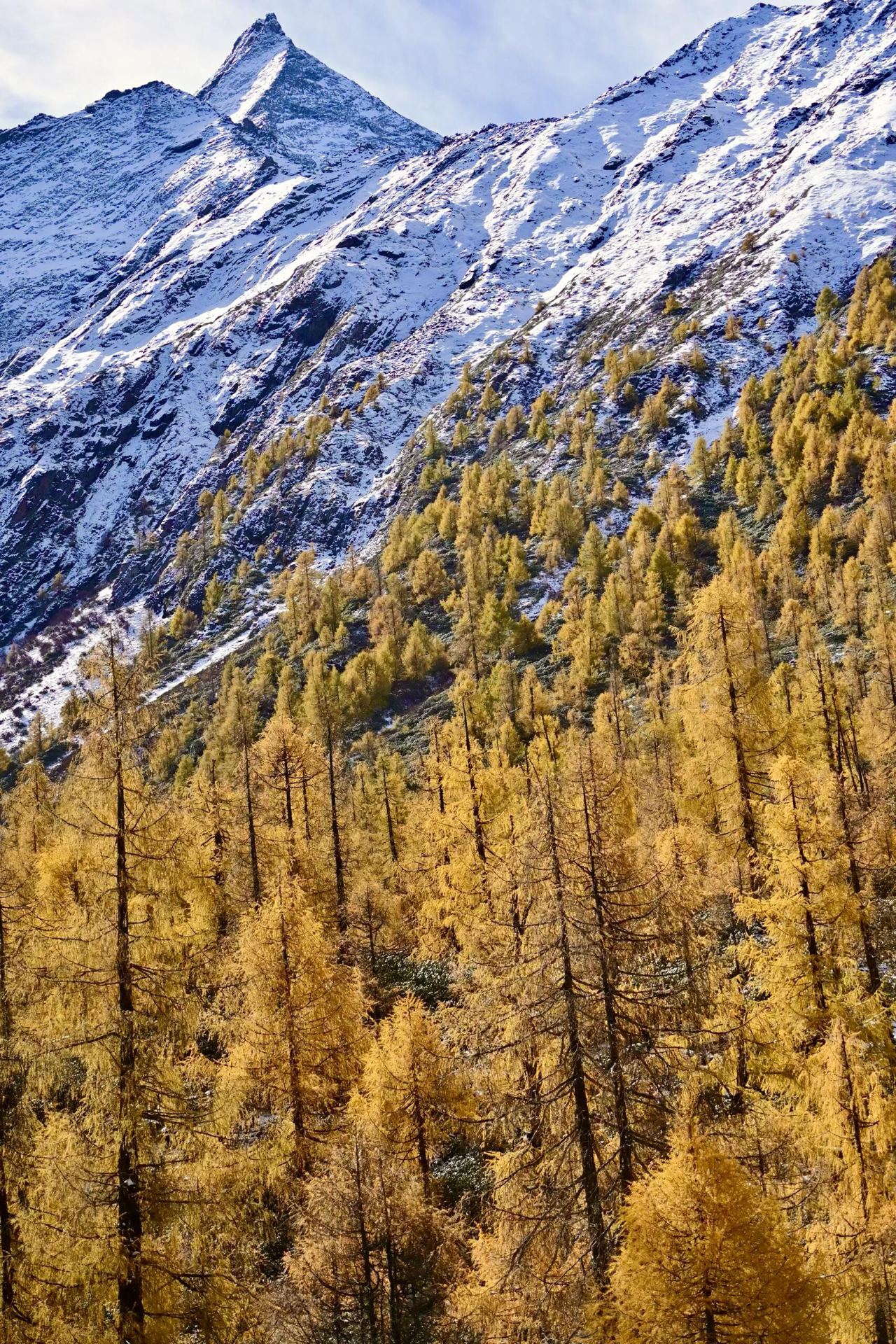川西的秋,半山冰雪半山彩林🌈
