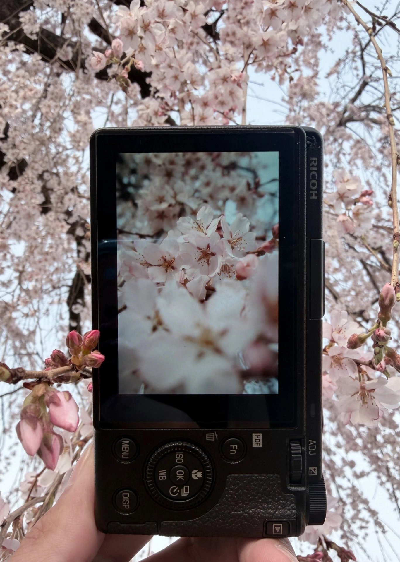 揣在口袋里的春日记录机，拍花拍景都出彩🌸
