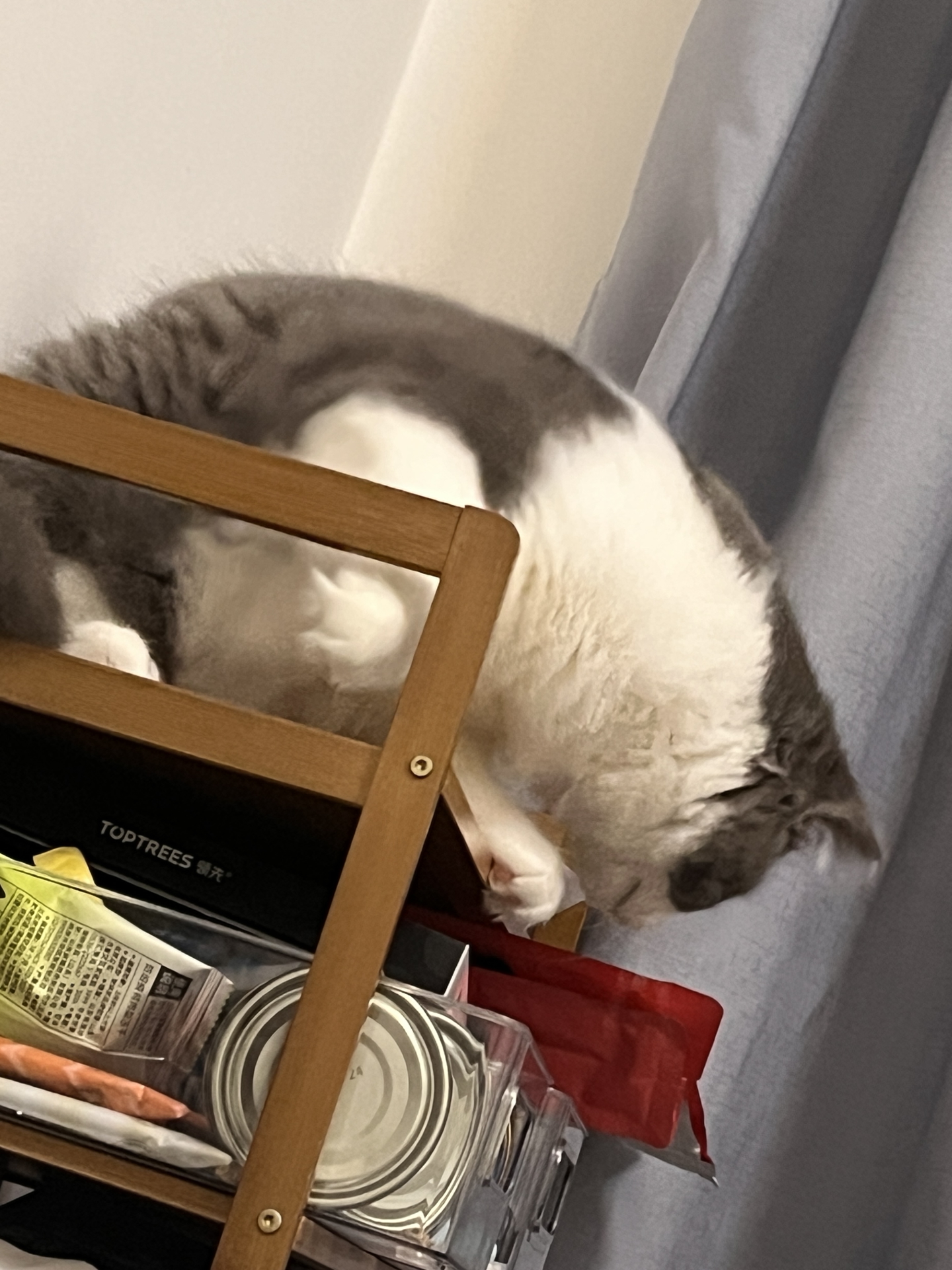 我家猫胖成球的秘密🐾